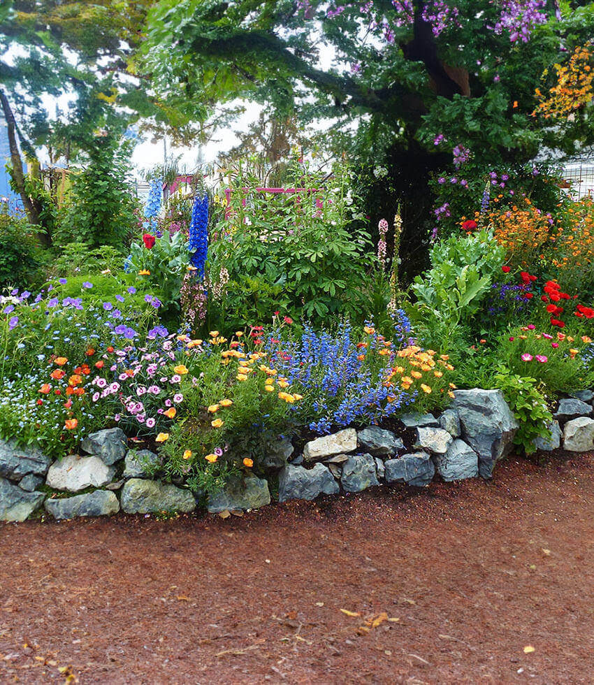 Penstemon Heterophyllus - Blue Springs Foothill Penstemon Annie's Annuals Annie's Annuals and Perennials