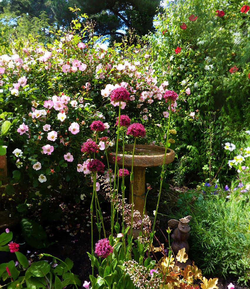 Silene asterias - Cherry Drumsticks Annie's Annuals Annie's Annuals and Perennials