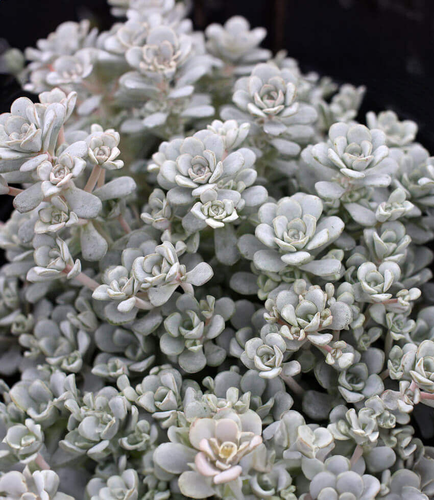 Sedum spathulifolium - Cape Blanco Annie's Annuals Annie's Annuals and Perennials