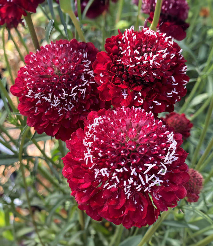 Scabiosa atropurpurea - Burgundy Beau Annie's Annuals Annie's Annuals and Perennials
