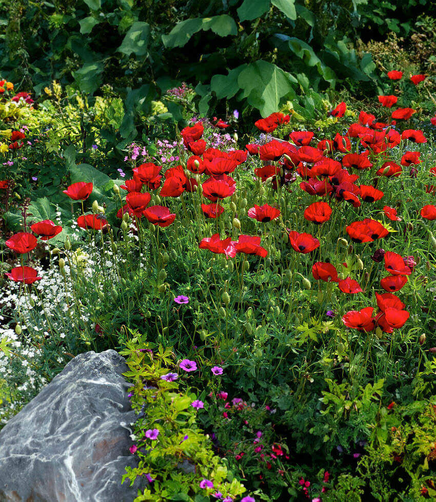Papaver species - Greek Poppy Annie's Annuals Annie's Annuals and Perennials