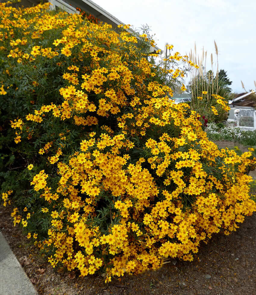 Tagetes Lemmonii Annie's Annuals Annie's Annuals and Perennials