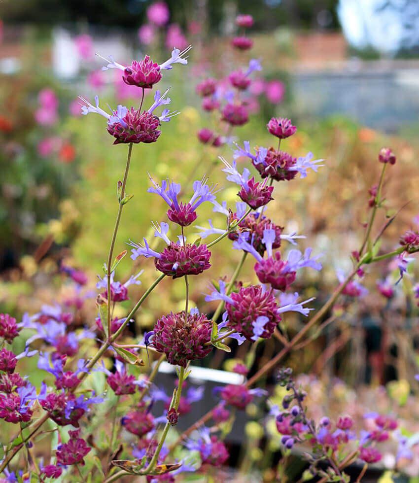 celestial plants Salvia