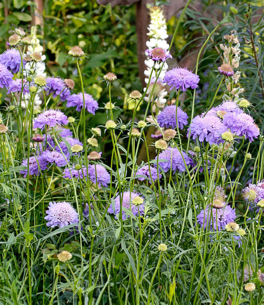 Scabiosa atropurpurea - Florist's Blue Annie's Annuals Annie's Annuals and Perennials