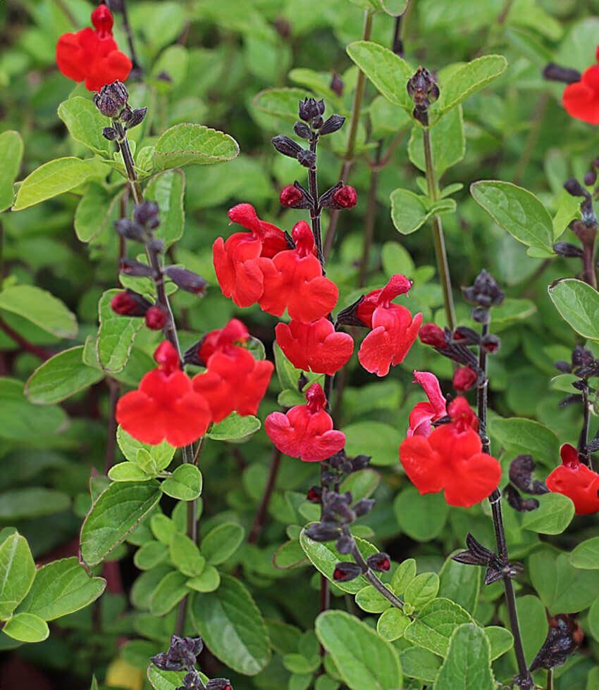 bumble plants Salvia greggii