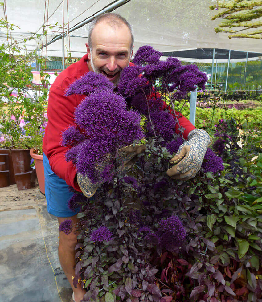 Trachelium caeruleum - Hamer Pandora Annie's Annuals Annie's Annuals and Perennials
