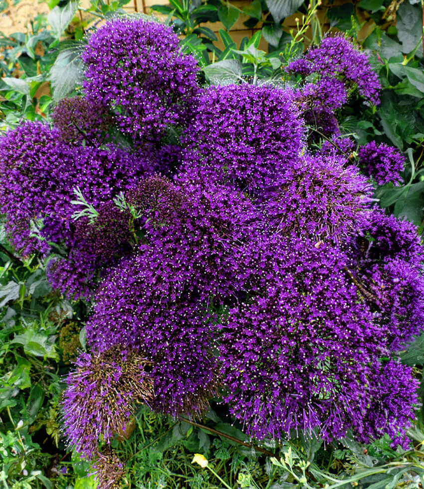 パープルセレナイト蝶々♡♡No.2195 Trachelium caeruleum 'Hamer Pandora' | Blue Throatwort | Annie's