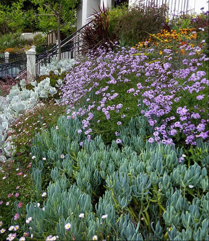 Senecio mandraliscae Annie's Annuals Annie's Annuals and Perennials