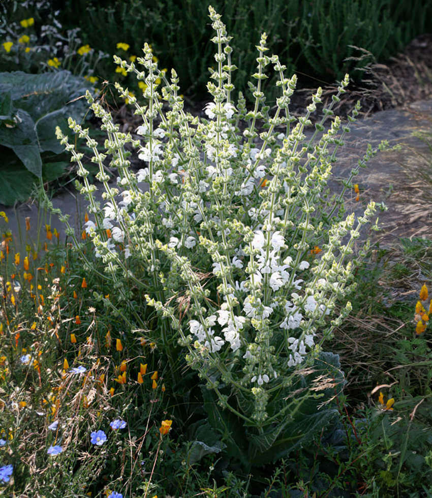 Salvia argentea - Silver Sage Annie's Annuals Annie's Annuals and Perennials