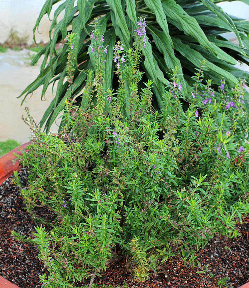 Trichostema lanatum x purpusii - Midnight Magic Annie's Annuals Annie's Annuals and Perennials