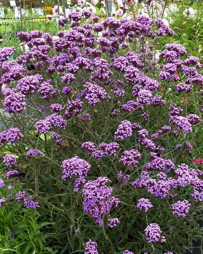 Verbena Bonariensis - Lollipop Annie's Annuals Annie's Annuals and Perennials
