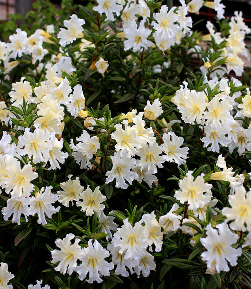 Mimulus Bifidus - White Annie's Annuals Annie's Annuals and Perennials