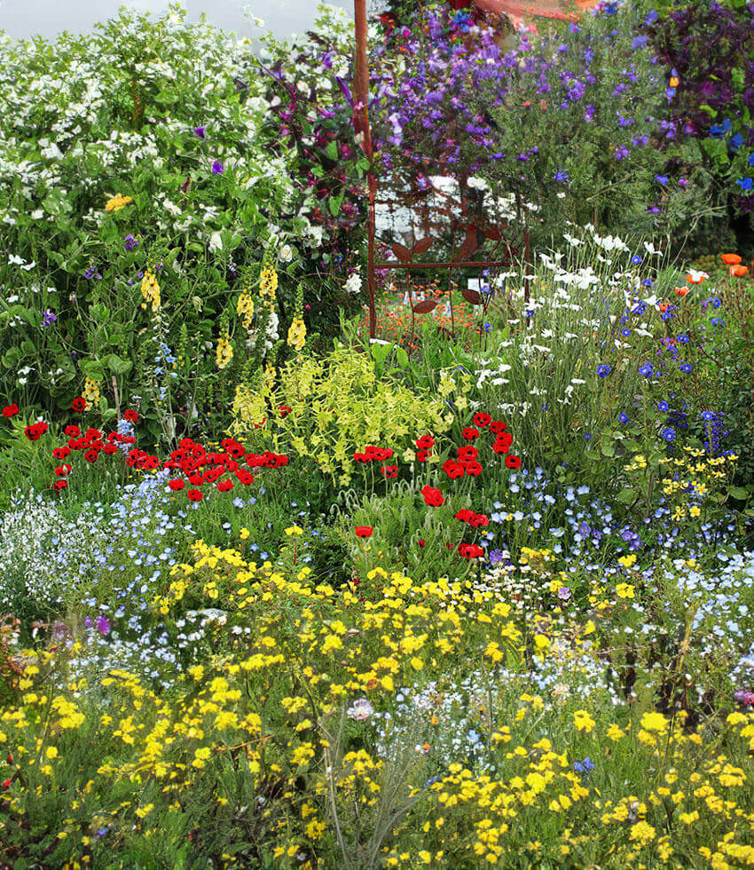 Papaver Commutatum - Ladybird Annie's Annuals Annie's Annuals and Perennials