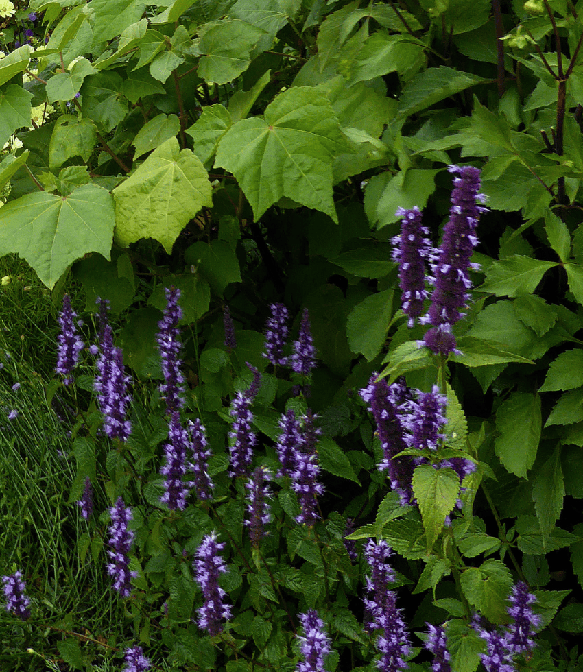 Agastache rugosa - Heronswood Mist Annie's Annuals Annie's Annuals & Perennials and Perennials