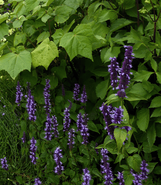 Agastache rugosa - Heronswood Mist Annie