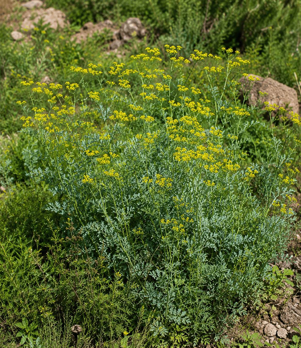 Ruta graveolens - Rue Annie's Annuals Annie's Annuals and Perennials