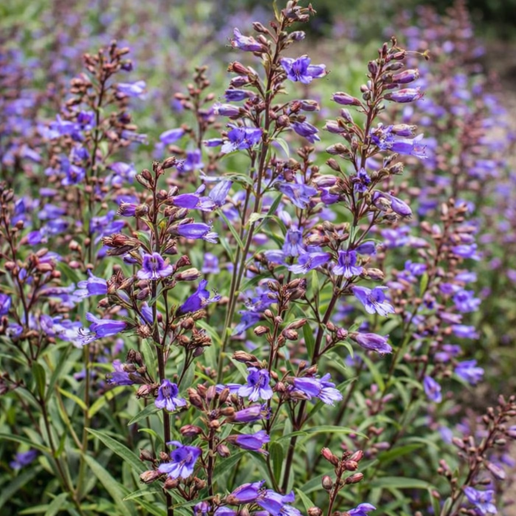 Penstemon - Catherine De La Mare Annie's Annuals Annie's Annuals and Perennials