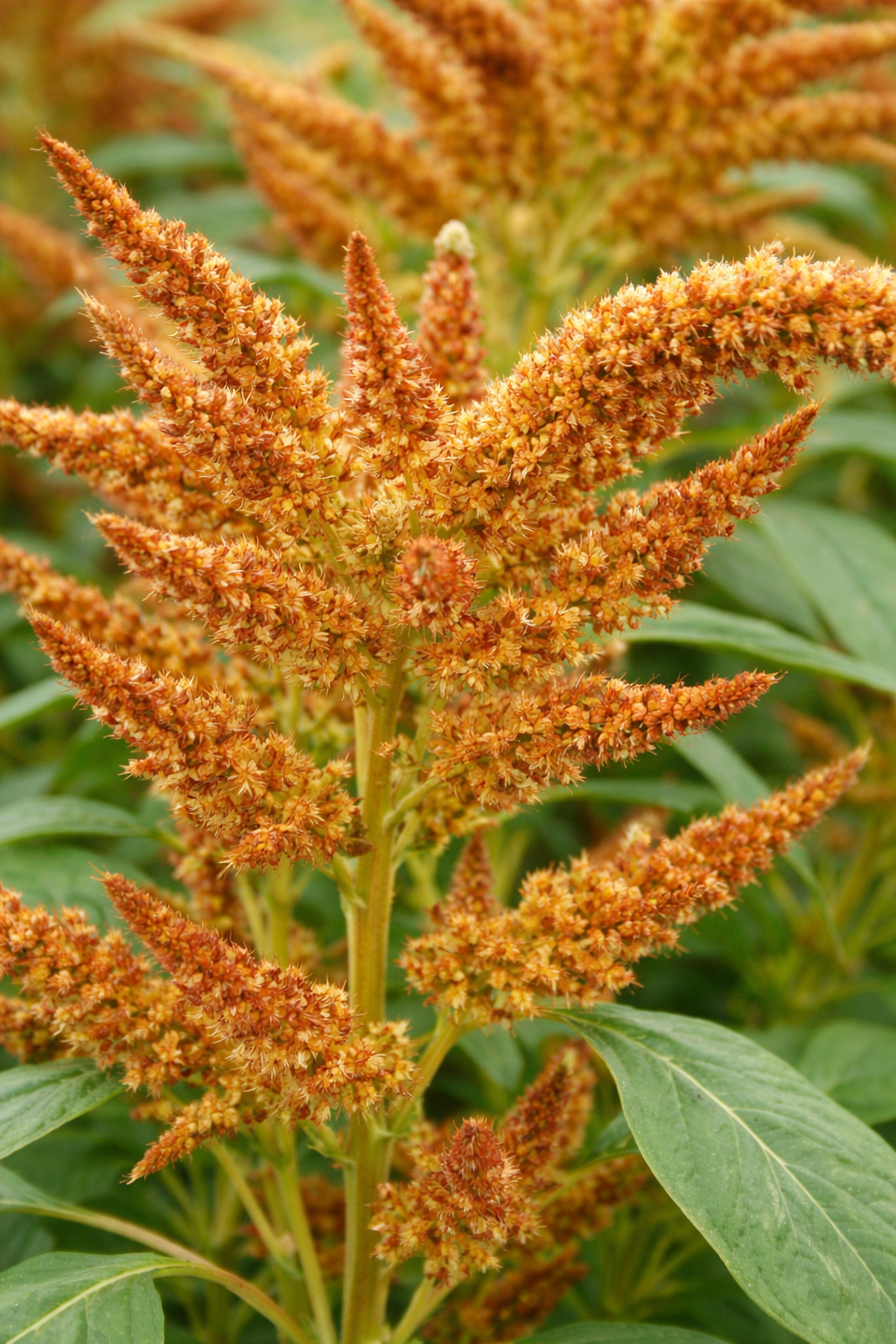 Amaranthus cruentus