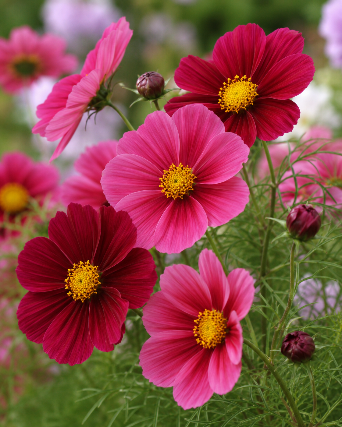 Cosmos 'Antiquity' | Antique Rose Cosmos bipinnatus | Annie's Annuals Annie's Annuals Annie's Annuals and Perennials