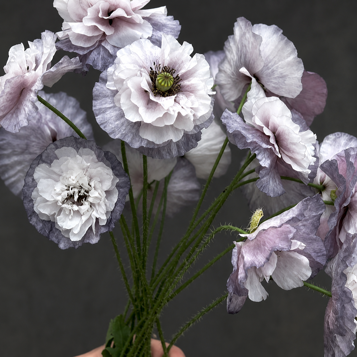 Papaver rhoeas 'Amazing Grey' - Shirley Corn Poppy | Annie's Annuals Annie's Annuals Annie's Annuals and Perennials