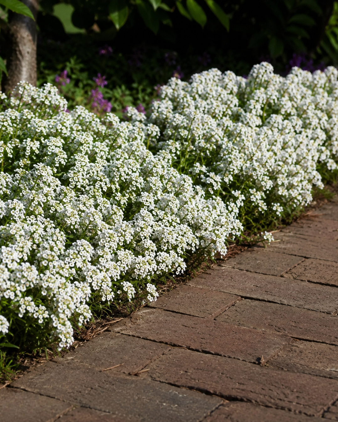 Lobularia 'Clear Crystal White' | Alyssum