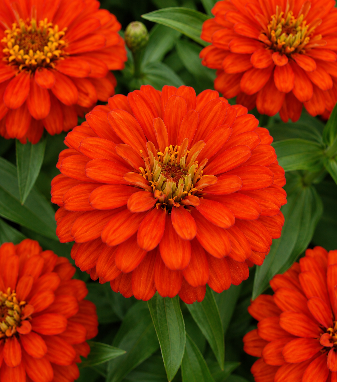 Zinnia 'Zahara Double Fire' | Zinnia | Annie's Annuals – Annie's