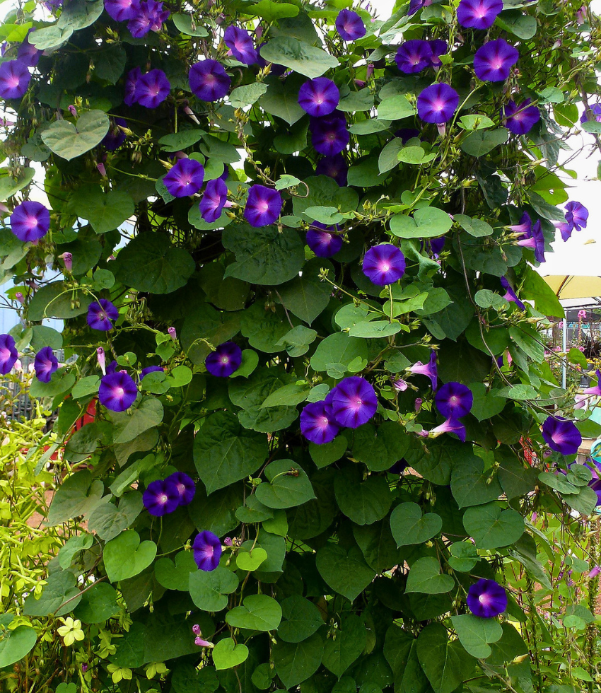 Ipomoea 'Kniola's Black' | Morning Glory | Annie's Annuals Annie's Annuals Annie's Annuals and Perennials