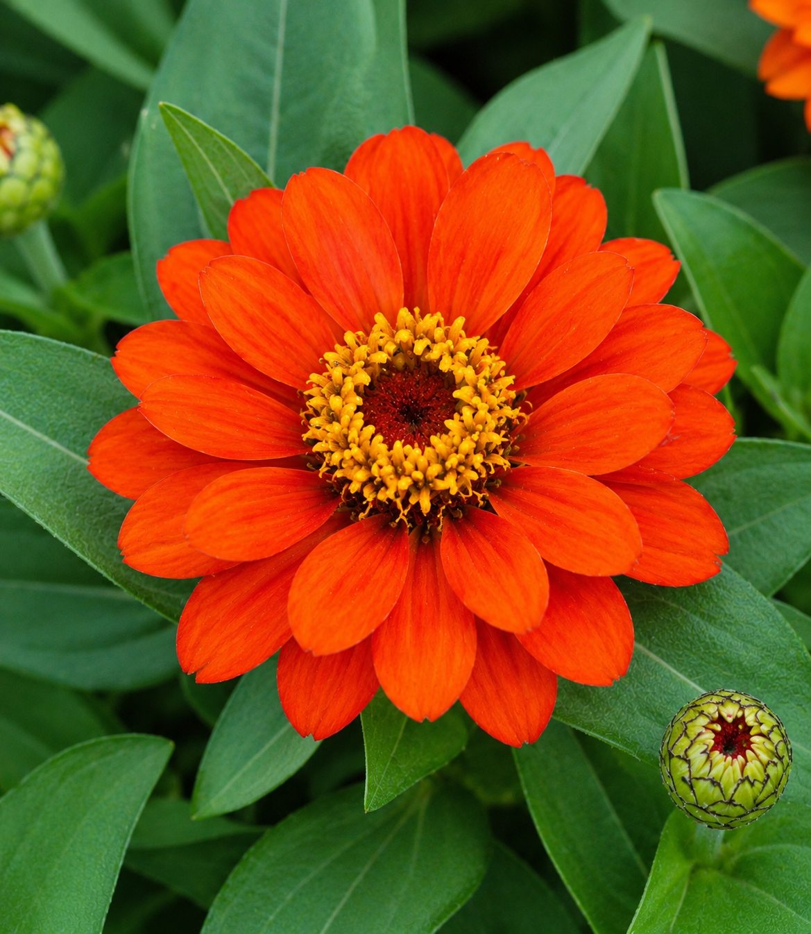Zinnia hybrida 'Profusion Fire' | Zinnia | Annie's Annuals Annie's Annuals Annie's Annuals and Perennials