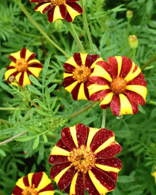 Marigold - Harlequin Curious Flora and Perennials