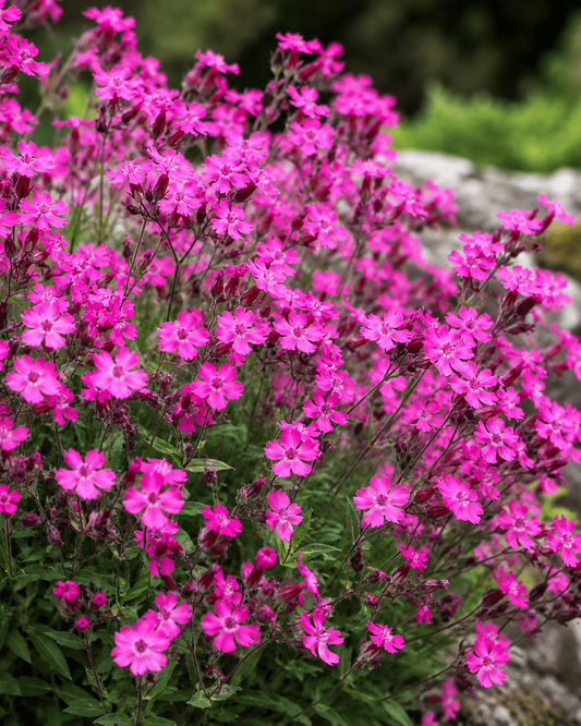 Silene pendula - Sibella Carmine Curious FLora and Perennials