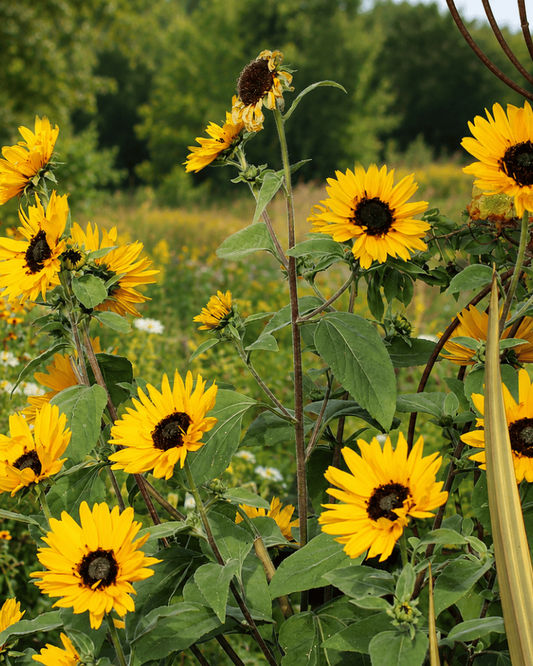Sunflower - Japanese Silverleaf Curious FLora and Perennials