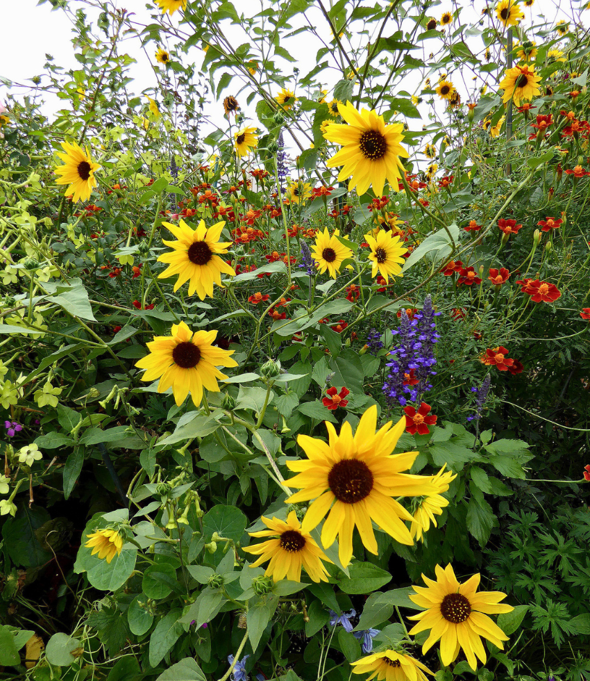 Sunflower - Japanese Silverleaf Annie's Annuals Annie's Annuals and Perennials