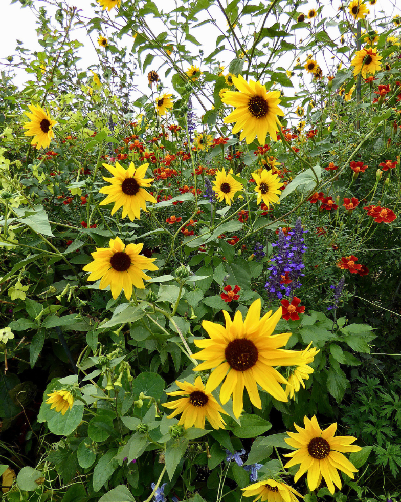 Sunflower - Japanese Silverleaf