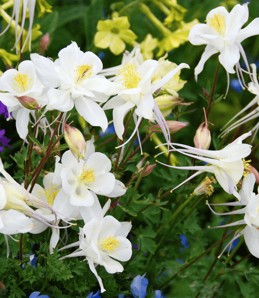 Aquilegia caerulea - Krystal Curious FLora and Perennials
