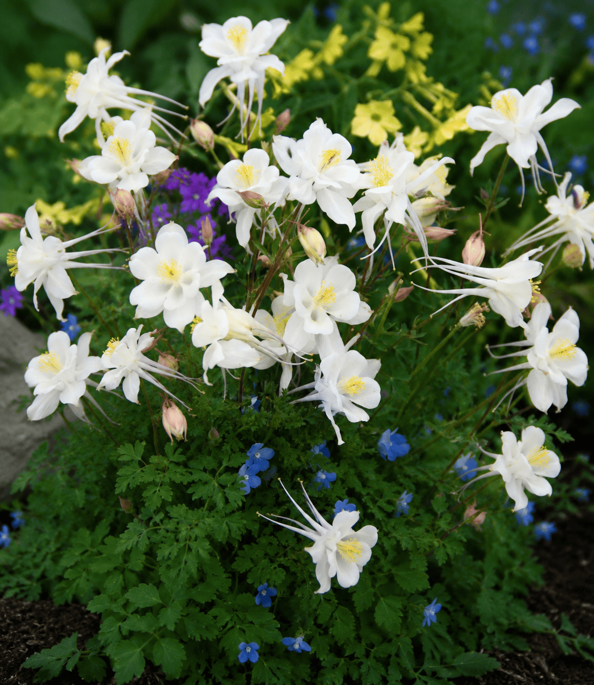 Aquilegia caerulea - Krystal Annie's Annuals Annie's Annuals and Perennials