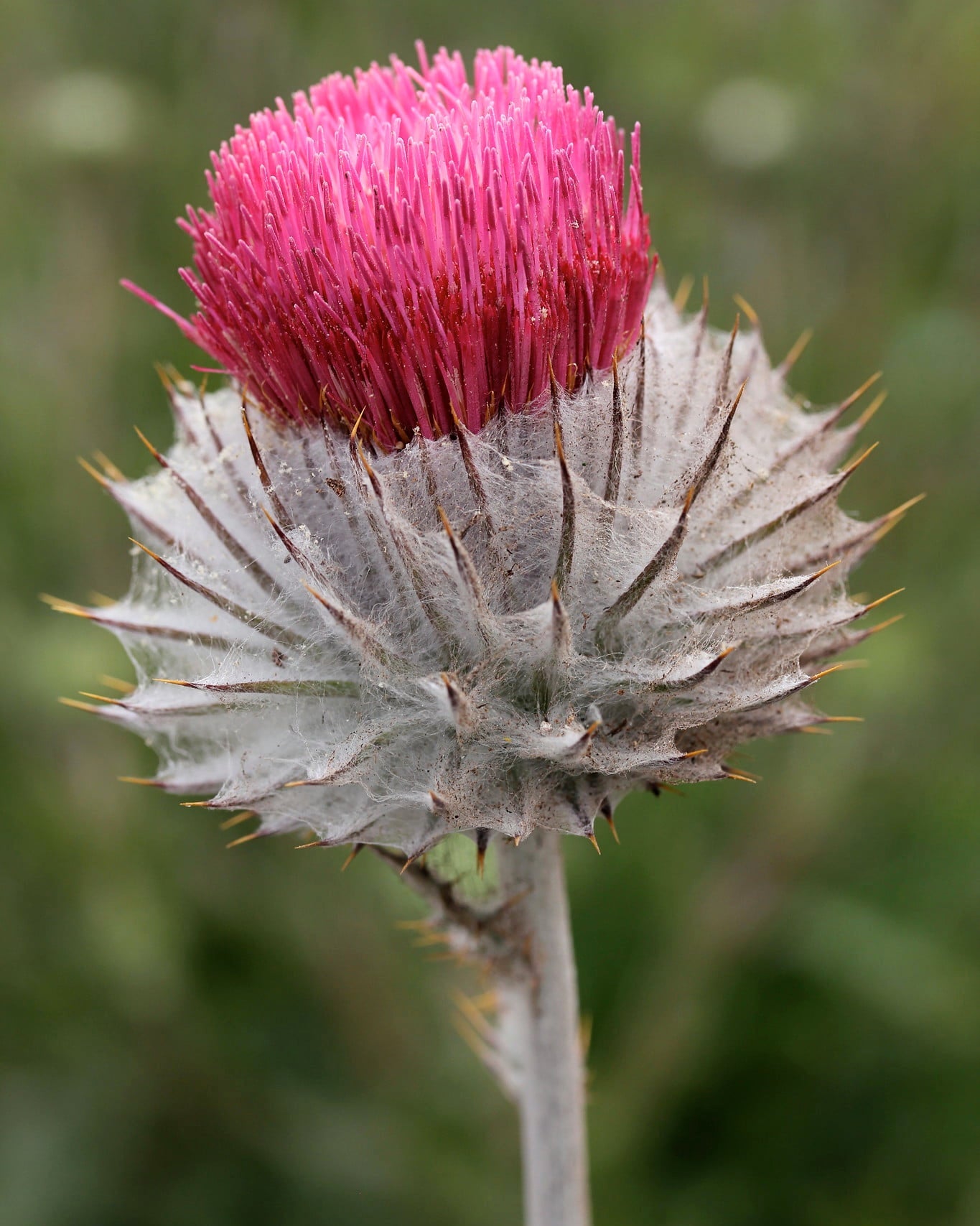 Cirsium occidentale Annie's Annuals Annie's Annuals and Perennials