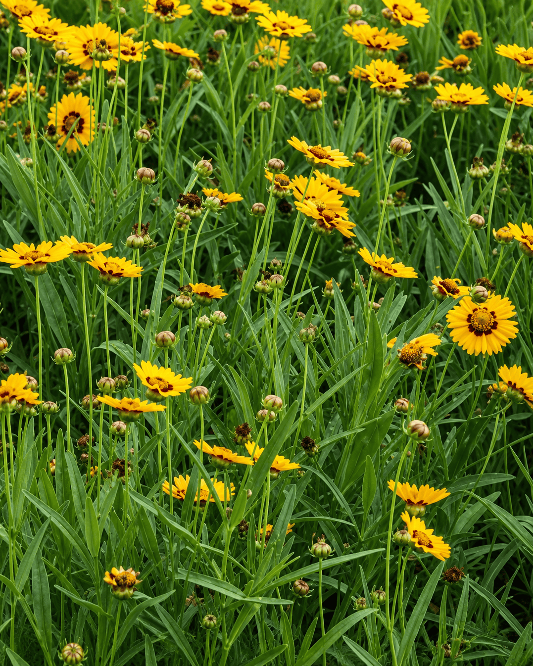 Coreopsis grandiflora - Sunfire