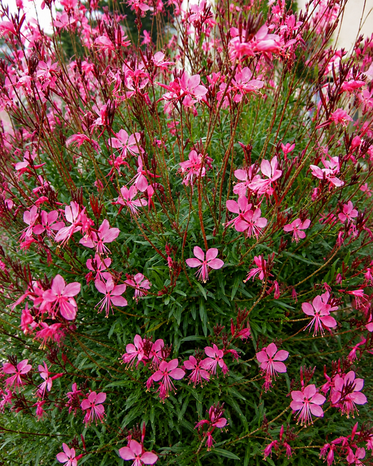 Gaura lindheimeri