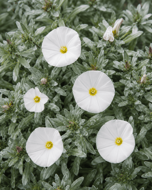 Convolvulus cneorum | Bush Morning Glory | Annie