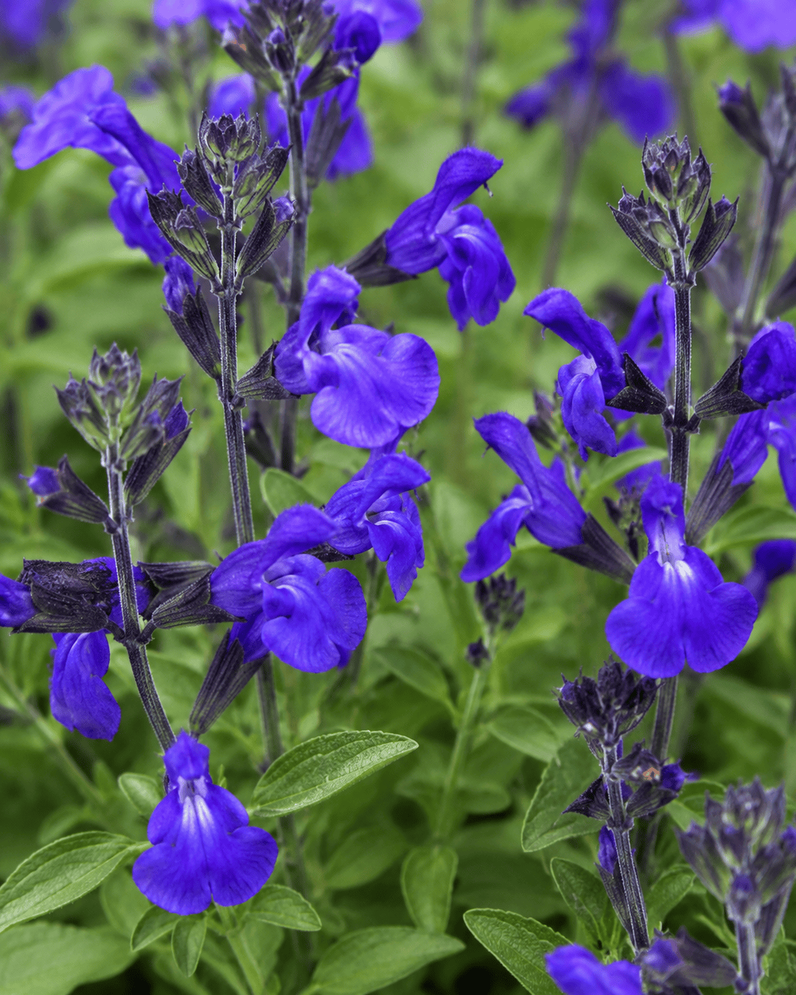 Salvia greggii - Mirage Blue
