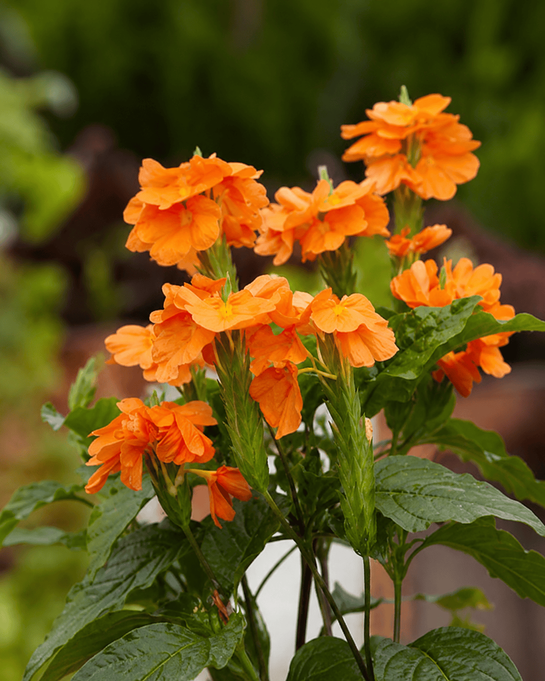 Crossandra 'Orange Marmalade' | Firecracker Flower | Annie's Annuals Annie's Annuals Annie's Annuals and Perennials
