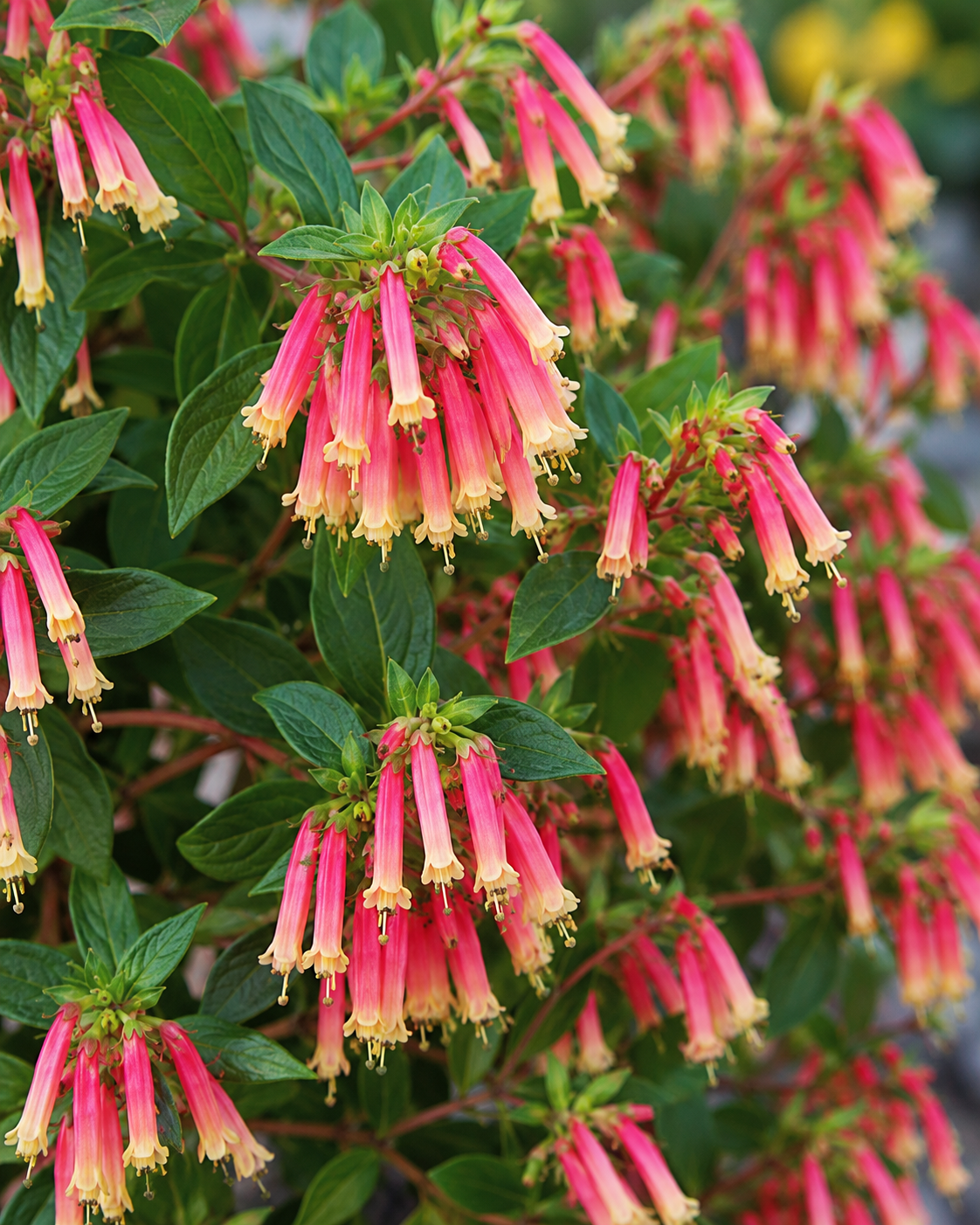 Cuphea 'Honeybells' | Cigar Plant | Annie's Annuals Annie's Annuals Annie's Annuals and Perennials