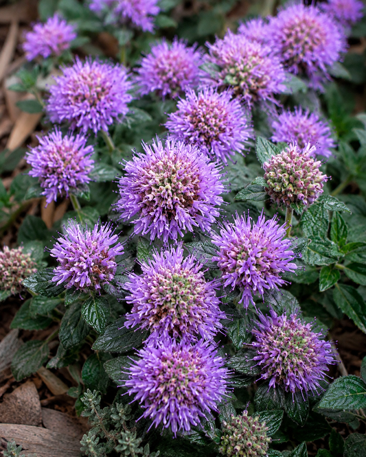 Monardella villosa | Coyote Mint
