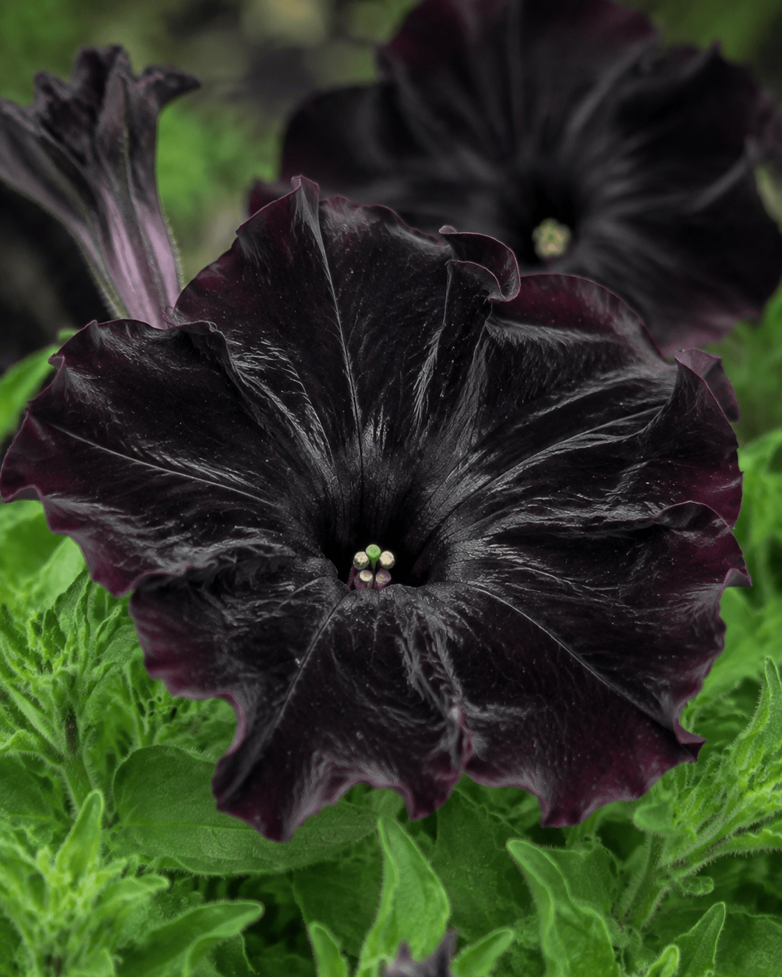 Petunia - Black Magic
