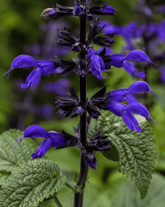 Salvia guaranitica
