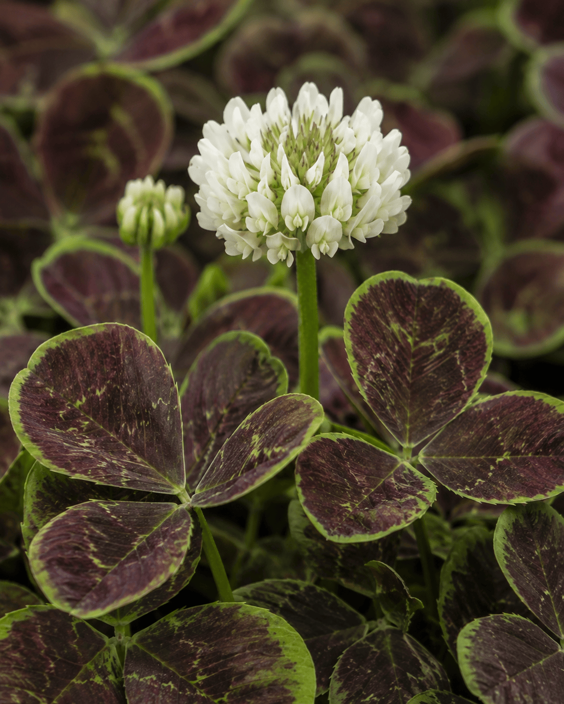 Trifolium repens 'Atropurpureum' | Purple Clover | Annie's Annuals Annie's Annuals Annie's Annuals and Perennials