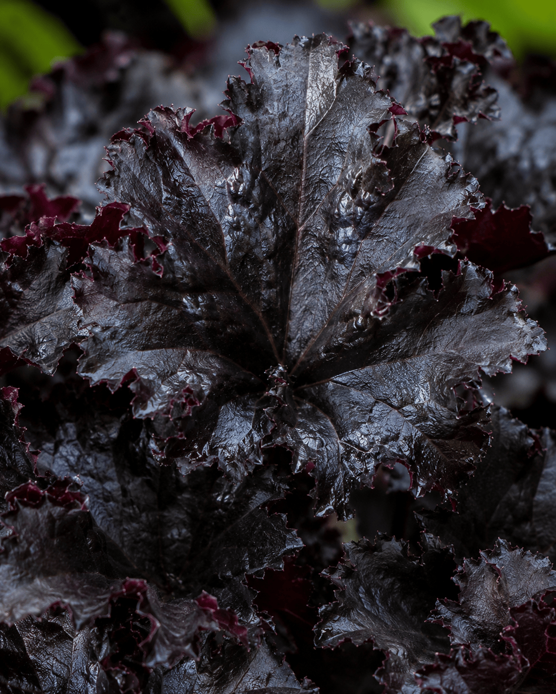 Heuchera 'Black Taffeta' | Black Coral Bells | Annie's Annuals Annie's Annuals Annie's Annuals and Perennials
