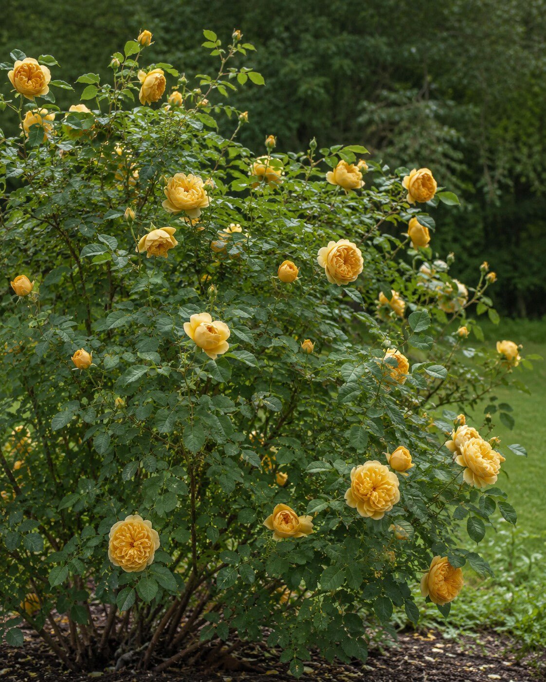 Rosa 'Golden Celebration' | English Shrub Rose Annie's Annuals Annie's Annuals and Perennials