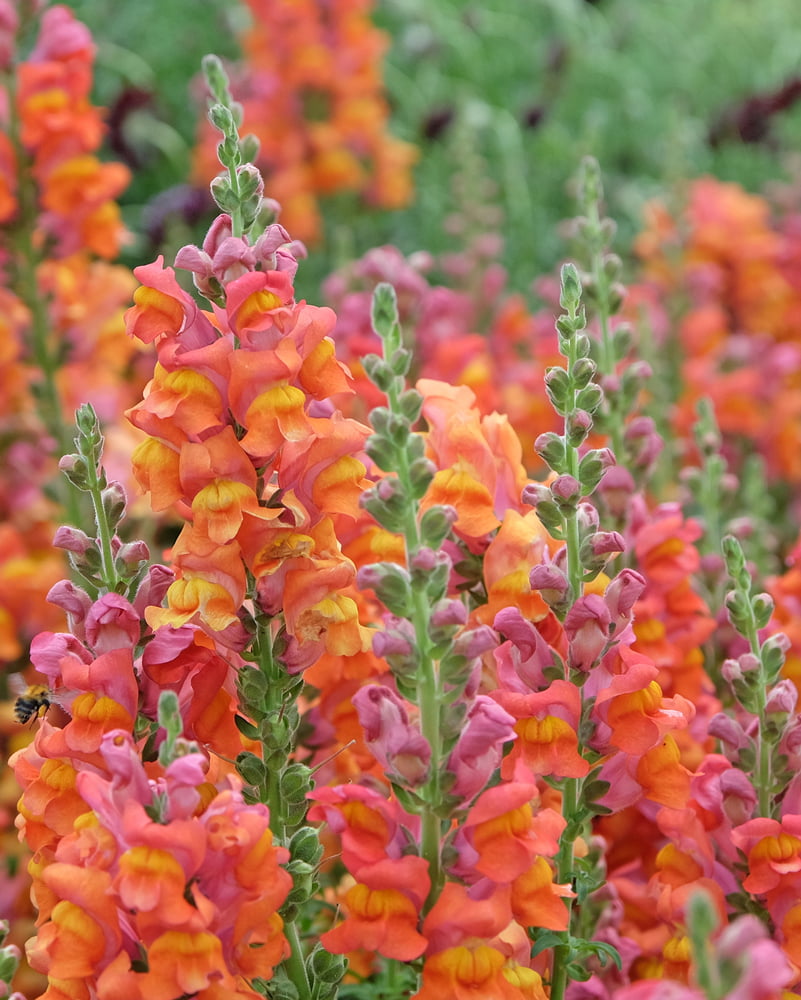 Antirrhinum majus 'Potomac Orange' | Orange Snapdragon