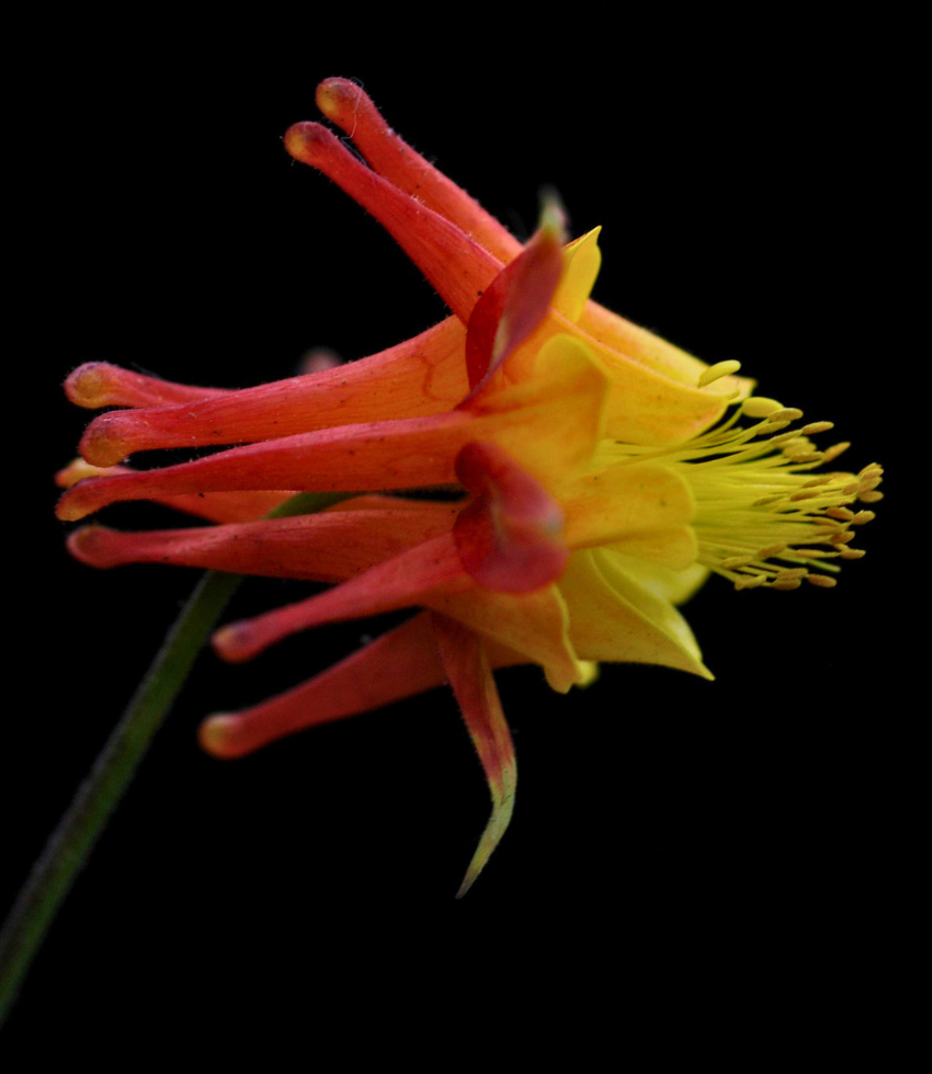 Aquilegia chrysantha - Flore Pleno Annie's Annuals Annie's Annuals and Perennials
